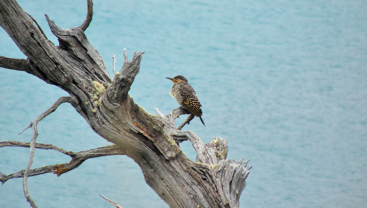 aves